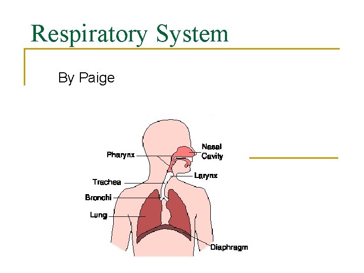 Respiratory System By Paige 