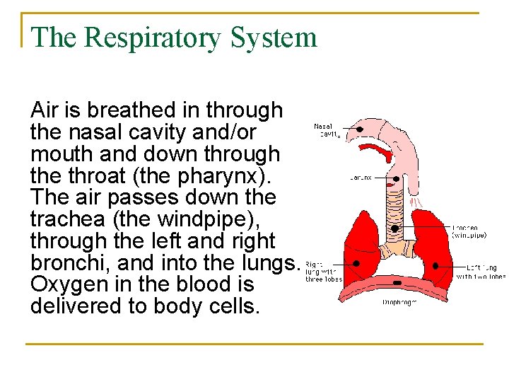 The Respiratory System Air is breathed in through the nasal cavity and/or mouth and