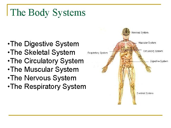 The Body Systems • The Digestive System • The Skeletal System • The Circulatory