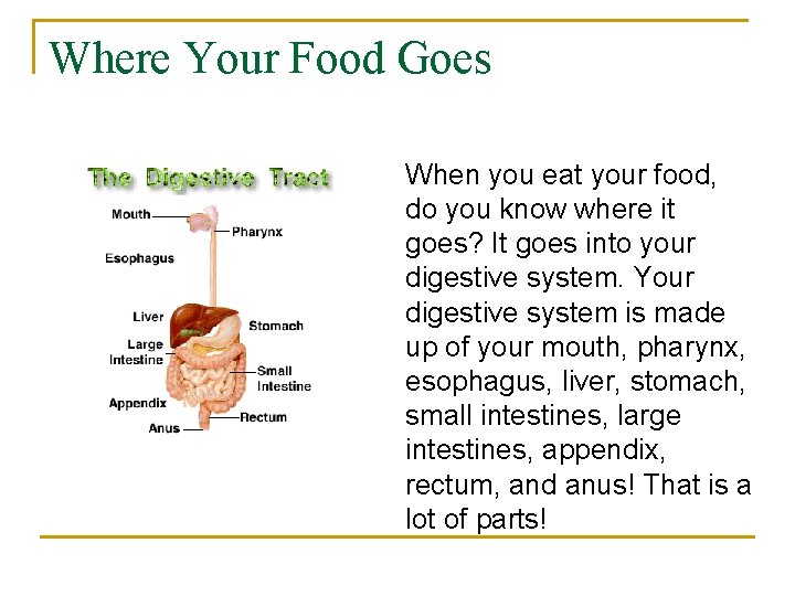 Where Your Food Goes When you eat your food, do you know where it