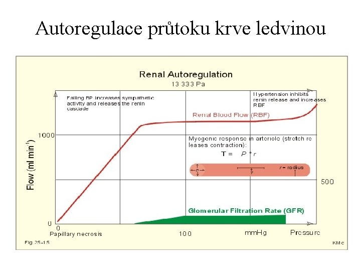 Autoregulace průtoku krve ledvinou 