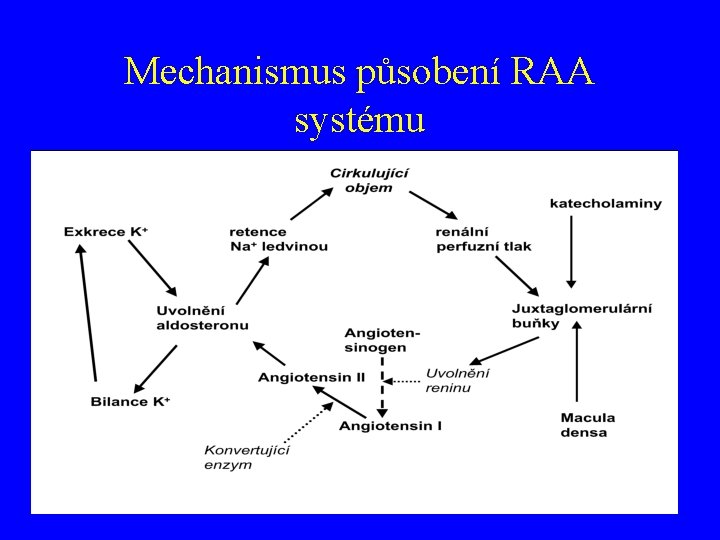 Mechanismus působení RAA systému 