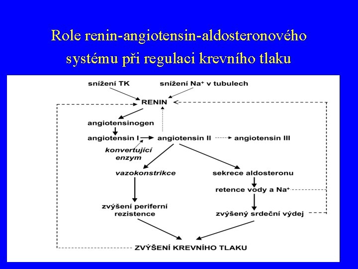 Role renin-angiotensin-aldosteronového systému při regulaci krevního tlaku 