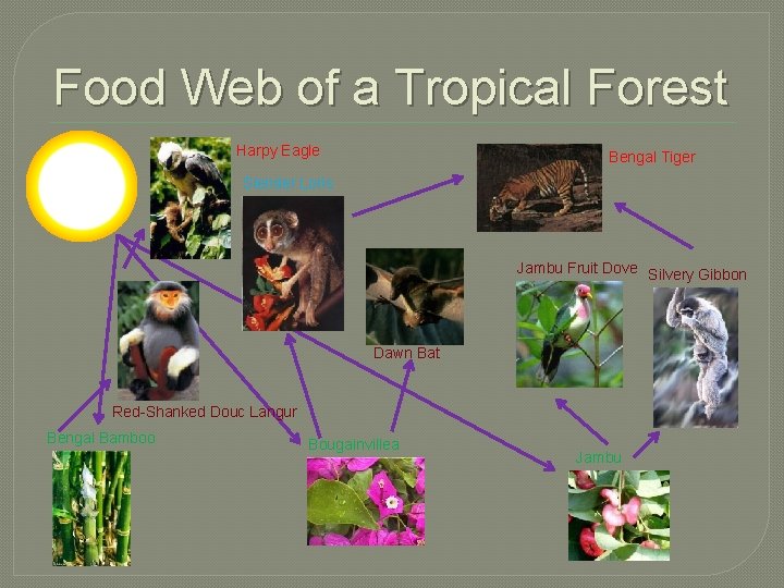 Food Web of a Tropical Forest Harpy Eagle Bengal Tiger Slender Loris Jambu Fruit