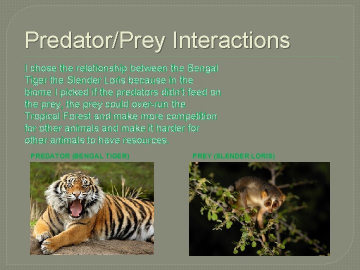 Predator/Prey Interactions I chose the relationship between the Bengal Tiger the Slender Loris because