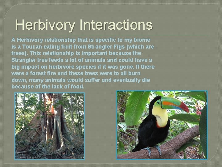 Herbivory Interactions A Herbivory relationship that is specific to my biome is a Toucan