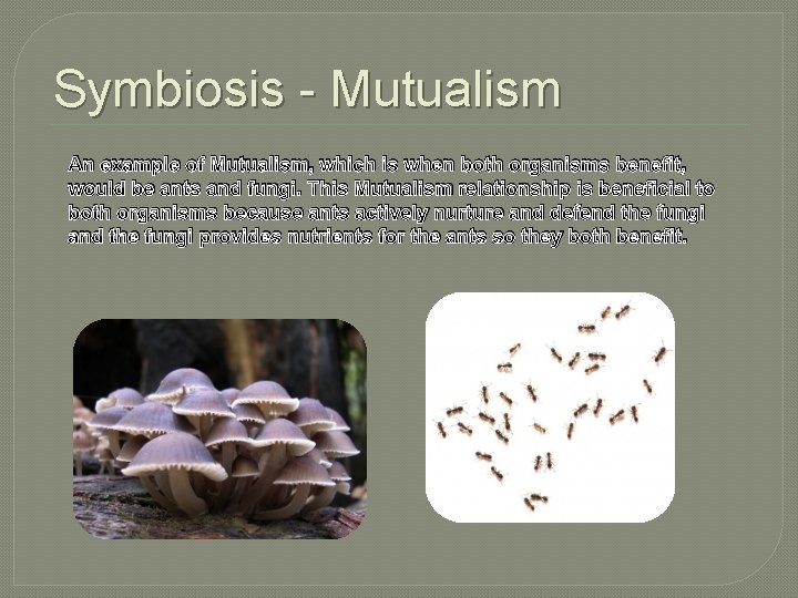 Symbiosis - Mutualism An example of Mutualism, which is when both organisms benefit, would