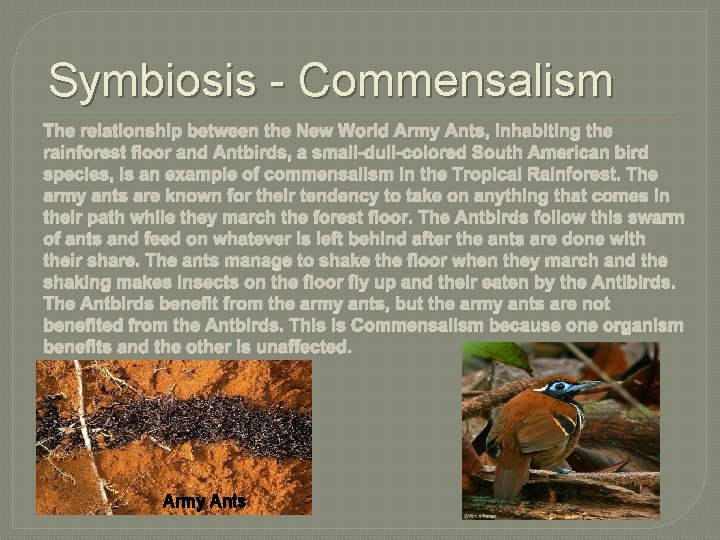 Symbiosis - Commensalism The relationship between the New World Army Ants, inhabiting the rainforest