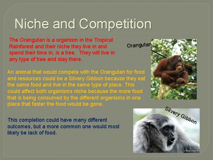 Niche and Competition The Orangutan is a organism in the Tropical Rainforest and their