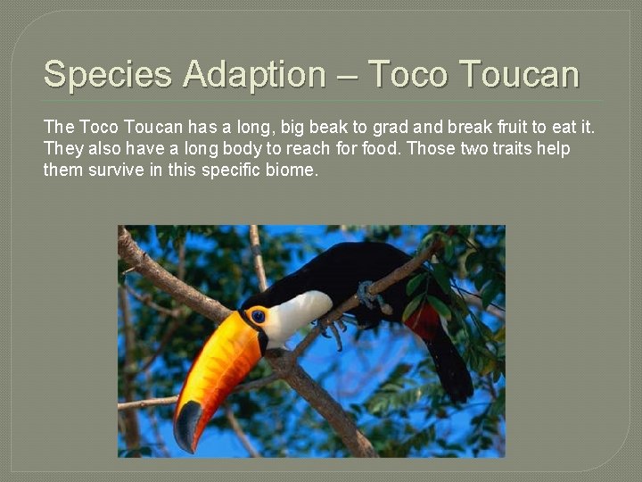 Species Adaption – Toco Toucan The Toco Toucan has a long, big beak to