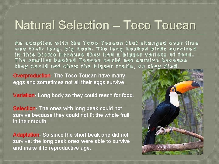 Natural Selection – Toco Toucan Overproduction- The Toco Toucan have many eggs and sometimes