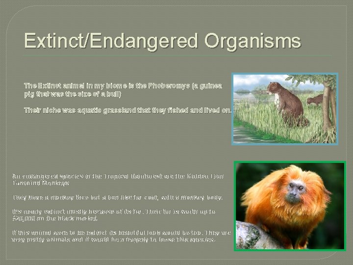 Extinct/Endangered Organisms The Extinct animal in my biome is the Phoberomys (a guinea pig