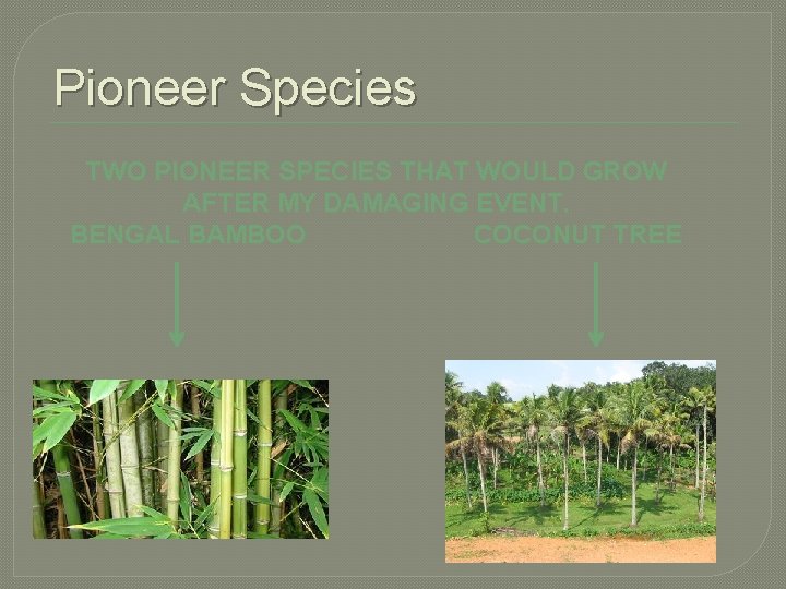 Pioneer Species TWO PIONEER SPECIES THAT WOULD GROW AFTER MY DAMAGING EVENT. BENGAL BAMBOO