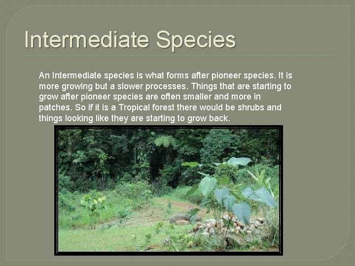 Intermediate Species An Intermediate species is what forms after pioneer species. It is more