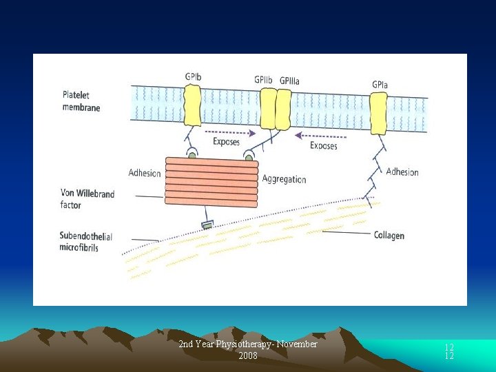 2 nd Year Physiotherapy- November 2008 12 12 