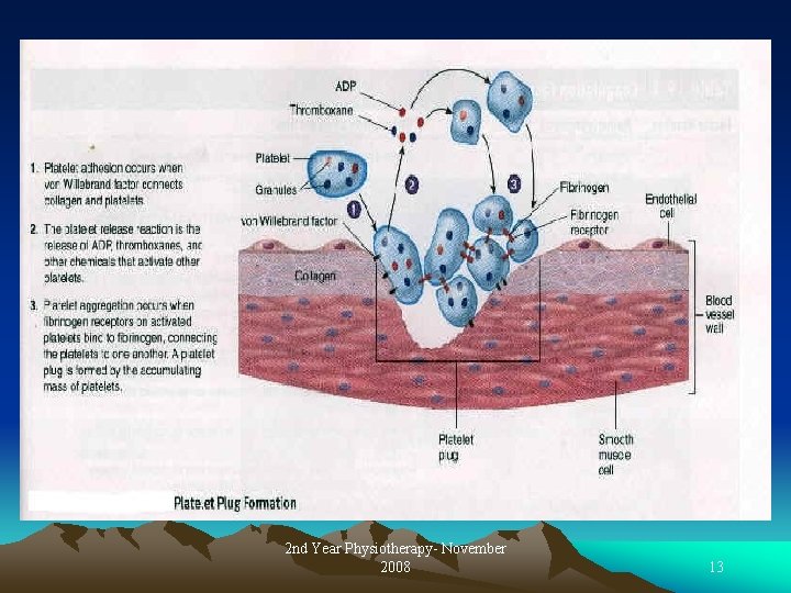 2 nd Year Physiotherapy- November 2008 13 