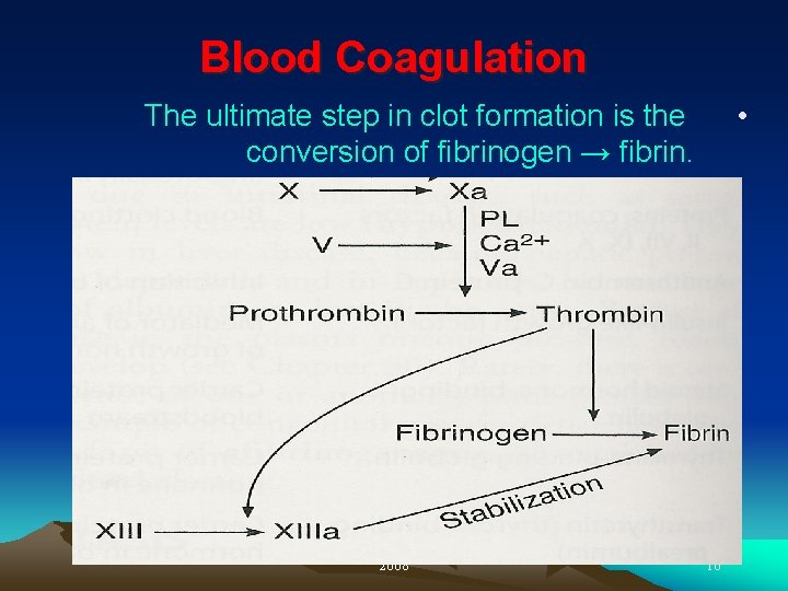 Blood Coagulation • The ultimate step in clot formation is the conversion of fibrinogen