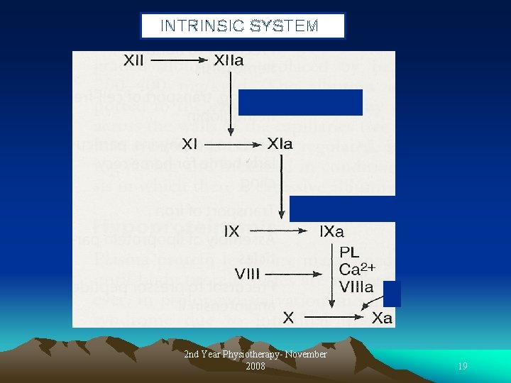 INTRINSIC SYSTEM 2 nd Year Physiotherapy- November 2008 19 