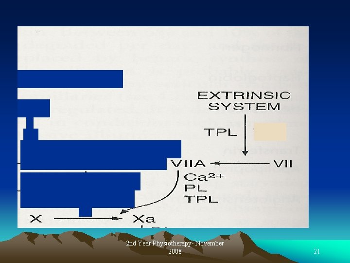 2 nd Year Physiotherapy- November 2008 21 