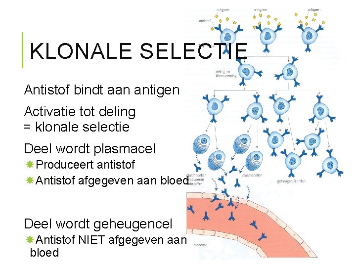KLONALE SELECTIE Antistof bindt aan antigen Activatie tot deling = klonale selectie Deel wordt
