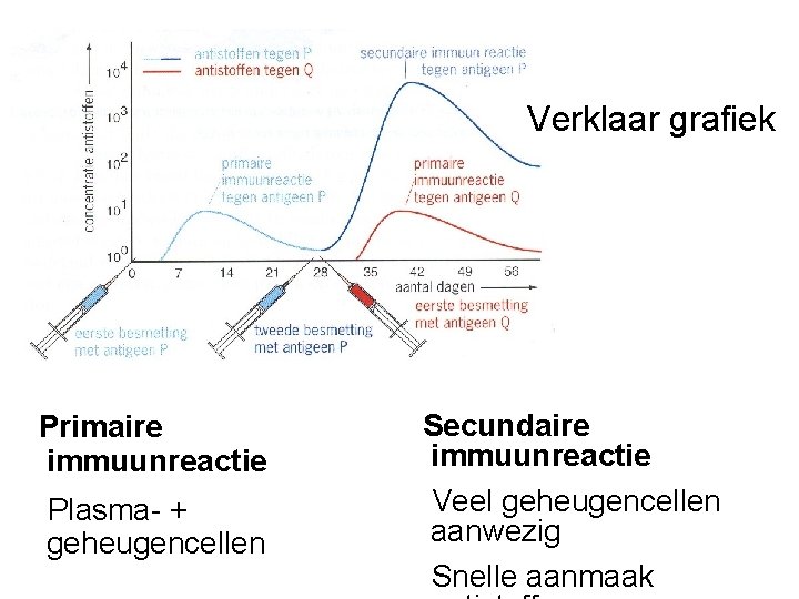 Verklaar grafiek Primaire immuunreactie Plasma- + geheugencellen Secundaire immuunreactie Veel geheugencellen aanwezig Snelle aanmaak