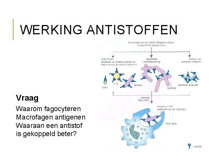 WERKING ANTISTOFFEN Vraag Waarom fagocyteren Macrofagen antigenen Waaraan een antistof is gekoppeld beter? 