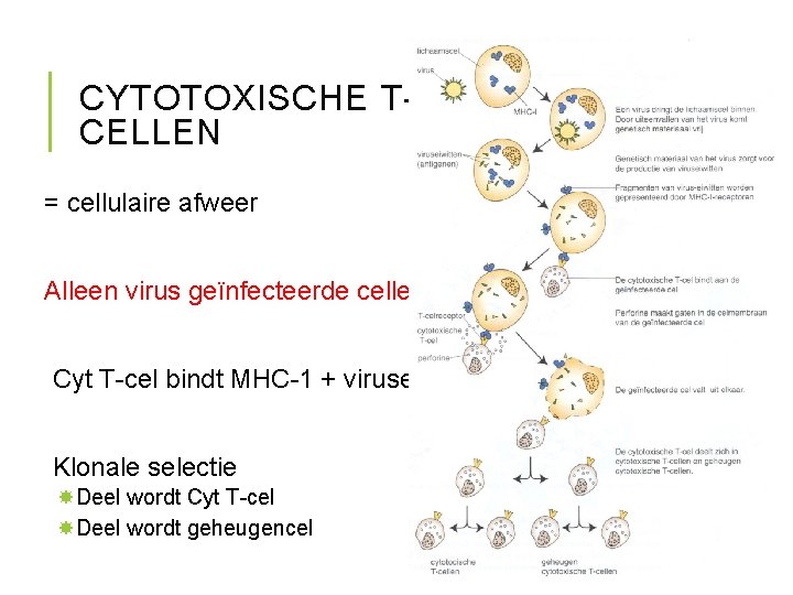 CYTOTOXISCHE TCELLEN = cellulaire afweer Alleen virus geïnfecteerde cellen!! Cyt T-cel bindt MHC-1 +