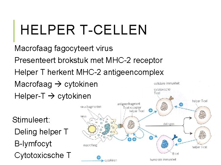 HELPER T-CELLEN Macrofaag fagocyteert virus Presenteert brokstuk met MHC-2 receptor Helper T herkent MHC-2