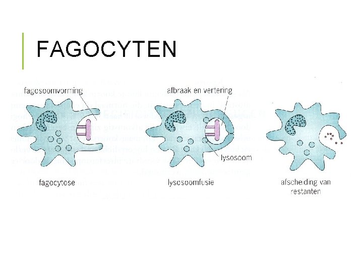 FAGOCYTEN 