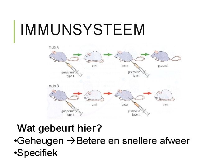 IMMUNSYSTEEM Wat gebeurt hier? • Geheugen Betere en snellere afweer • Specifiek 