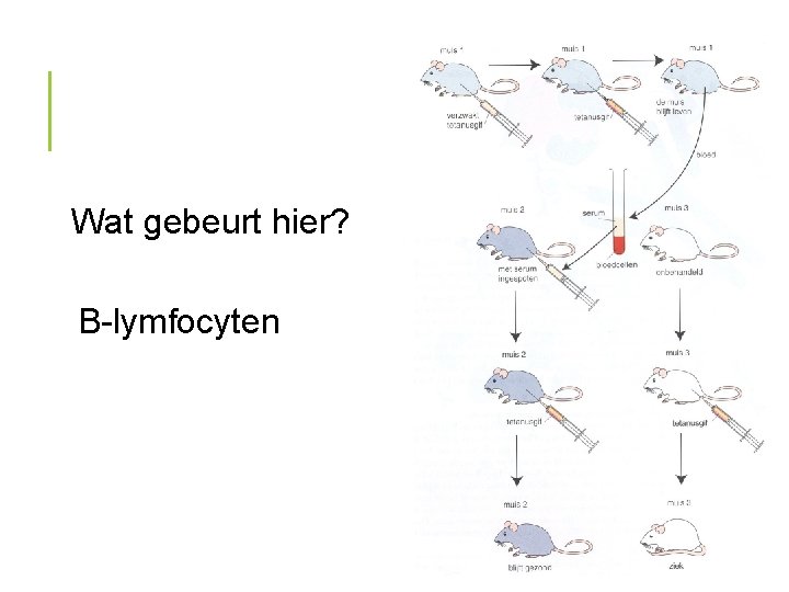 Wat gebeurt hier? B-lymfocyten 