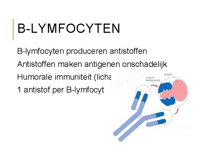 B-LYMFOCYTEN B-lymfocyten produceren antistoffen Antistoffen maken antigenen onschadelijk Humorale immuniteit (lichaamsvloeistof) 1 antistof per