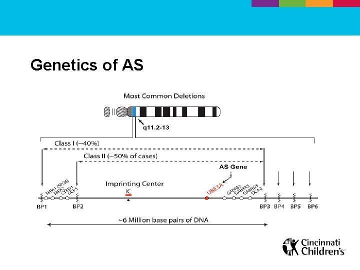 Genetics of AS 