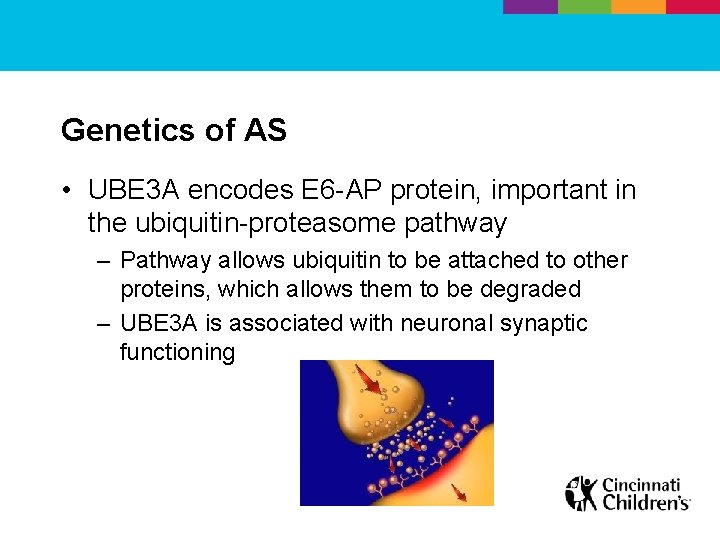 Genetics of AS • UBE 3 A encodes E 6 -AP protein, important in