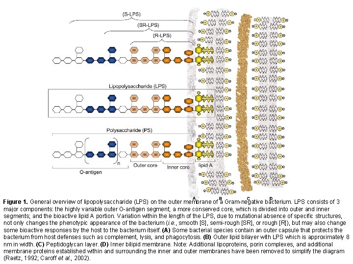 Figure 1. General overview of lipopolysaccharide (LPS) on the outer membrane of a Gram-negative