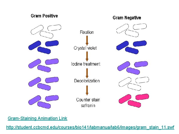 Gram-Staining Animation Link http: //student. ccbcmd. edu/courses/bio 141/labmanua/lab 6/images/gram_stain_11. swf 