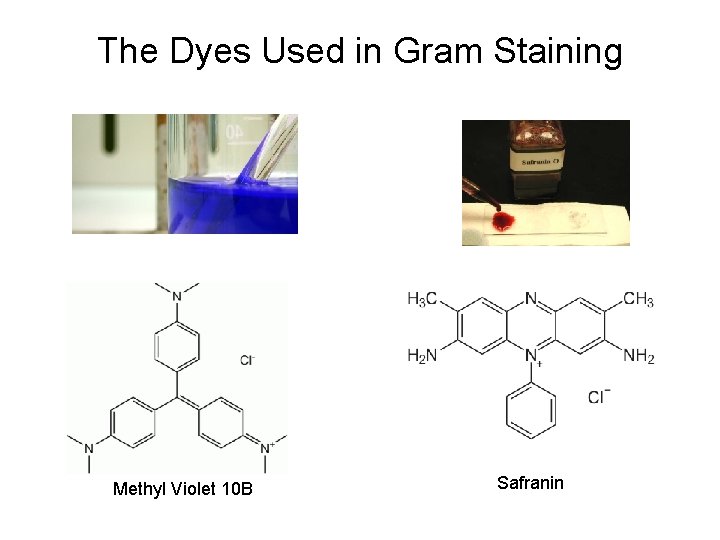 The Dyes Used in Gram Staining Methyl Violet 10 B Safranin 