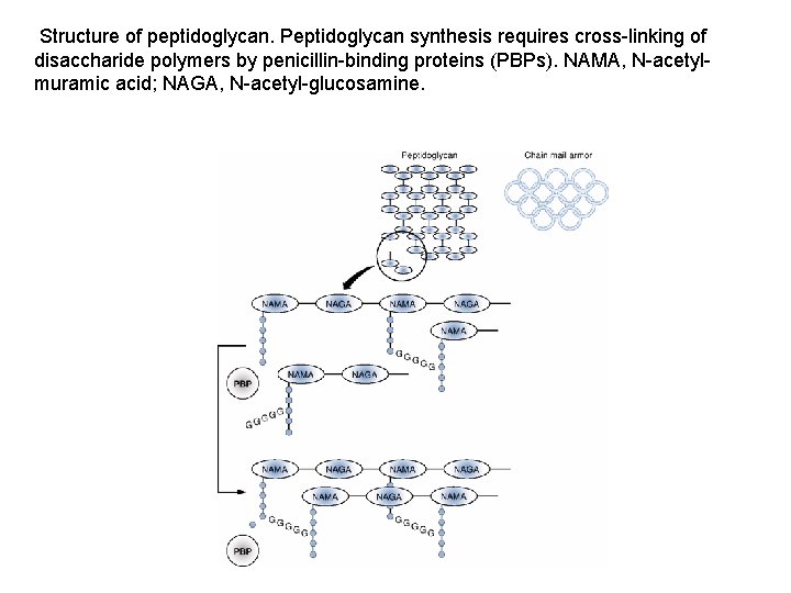 Structure of peptidoglycan. Peptidoglycan synthesis requires cross-linking of disaccharide polymers by penicillin-binding proteins (PBPs).
