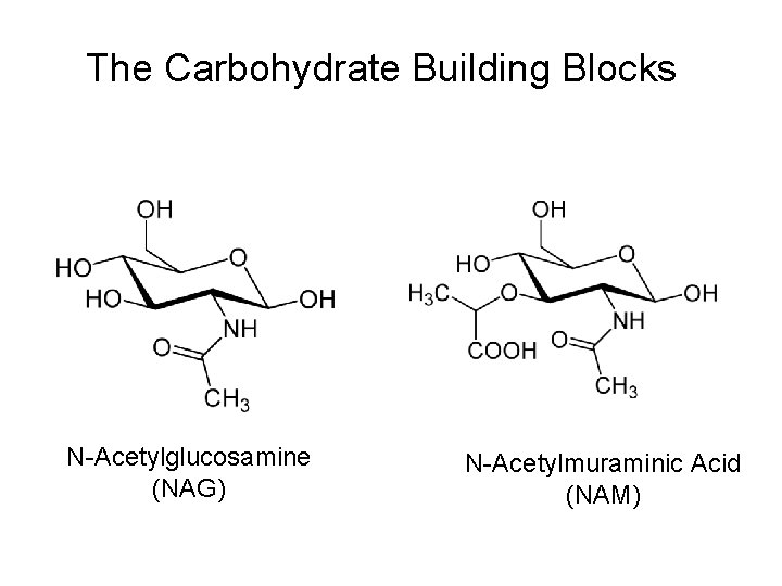 The Carbohydrate Building Blocks N-Acetylglucosamine (NAG) N-Acetylmuraminic Acid (NAM) 