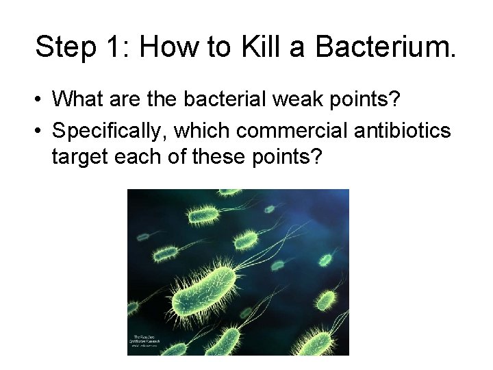 Step 1: How to Kill a Bacterium. • What are the bacterial weak points?