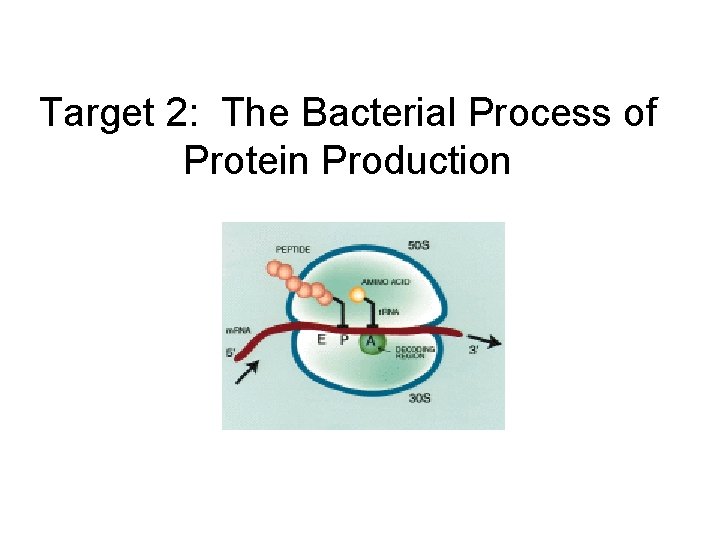 Target 2: The Bacterial Process of Protein Production 