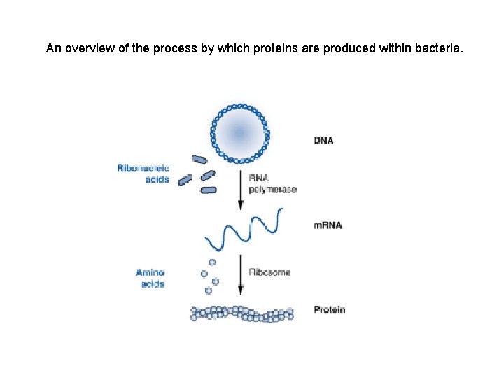 An overview of the process by which proteins are produced within bacteria. 