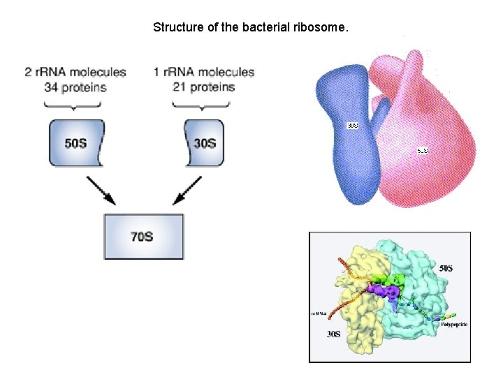 Structure of the bacterial ribosome. 