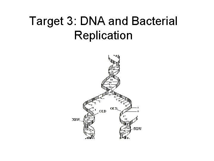 Target 3: DNA and Bacterial Replication 