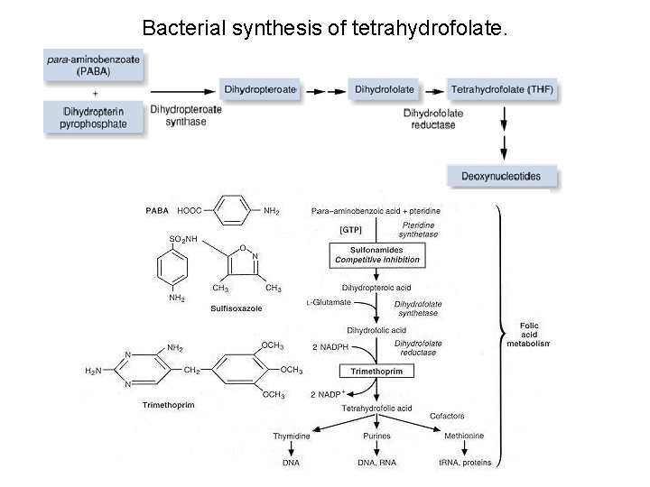 Bacterial synthesis of tetrahydrofolate. 