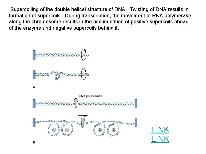 Supercoiling of the double helical structure of DNA. Twisting of DNA results in formation