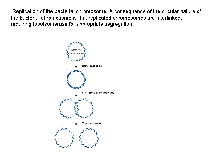 Replication of the bacterial chromosome. A consequence of the circular nature of the bacterial