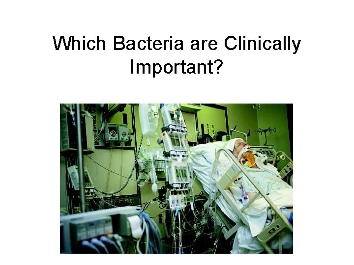 Which Bacteria are Clinically Important? 