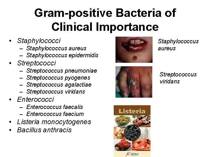 Gram-positive Bacteria of Clinical Importance • Staphylococci – Staphylococcus aureus – Staphylococcus epidermidis Staphylococcus