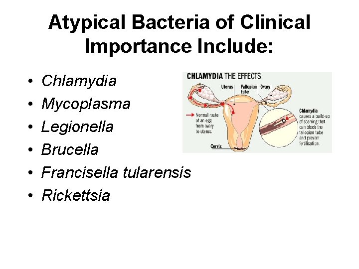 Atypical Bacteria of Clinical Importance Include: • • • Chlamydia Mycoplasma Legionella Brucella Francisella